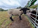 Suffolk schapen 2 ooien + lammetje, Dieren en Toebehoren, Schapen, Geiten en Varkens, Vrouwelijk, Schaap