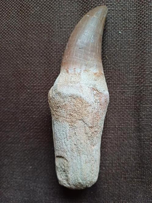 Grandes dents de mosasaure - 30 €/pièce, Collections, Minéraux & Fossiles, Fossile, Enlèvement ou Envoi