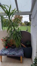 Grote plant, Ophalen