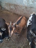 Dwerggeitje, Animaux & Accessoires, Femelle, Chèvre, 0 à 2 ans