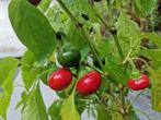 5 zaden peper Cherry Bomb, Tuin en Terras, Voorjaar, Zaad, Verzenden