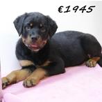 Rottweiler pups te koop, Dieren en Toebehoren, Honden | Bulldogs, Pinschers en Molossers, 15 weken tot 1 jaar, Handelaar, Buitenland