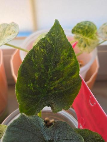 Alocasia Antoro Velvet Variegata KNOL beschikbaar voor biedingen