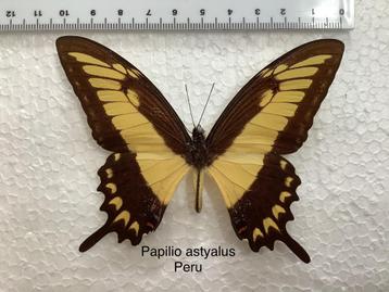 Papilio astyalus, vlinders uit Peru  beschikbaar voor biedingen