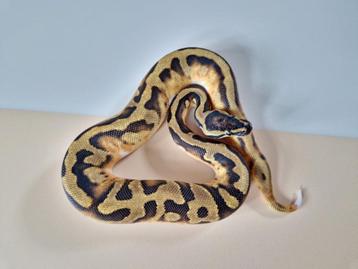 Enchi Pied het Clown beschikbaar voor biedingen