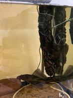 2 grote plecos, Dieren en Toebehoren, Vissen | Aquariumvissen