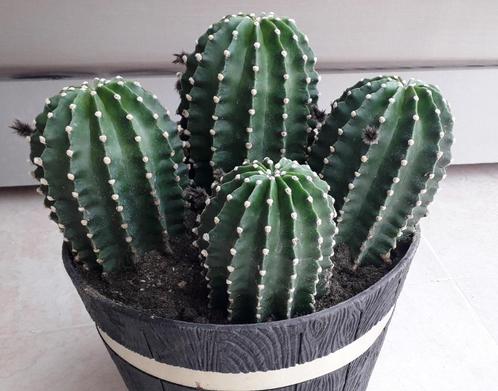 .4 magnifiques cactus....25€, Maison & Meubles, Plantes d'intérieur, Cactus, Moins de 100 cm, Plante à fleurs, En pot, Enlèvement