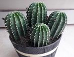 .4 magnifiques cactus....25€, Huis en Inrichting, Kamerplanten, Cactus, Minder dan 100 cm, In pot, Bloeiende kamerplant