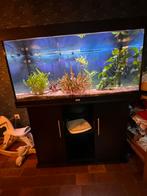 Aquarium juwel avec pompe et filtre oase, Enlèvement ou Envoi, Utilisé, Aquarium d'eau douce rempli