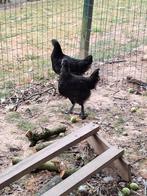Marans hennen, Dieren en Toebehoren