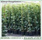Groenblijvende Hedera-planten, maat 1 meter, 4 €/st, Tuin en Terras, Ophalen of Verzenden, Overige soorten, Haag, 100 tot 250 cm