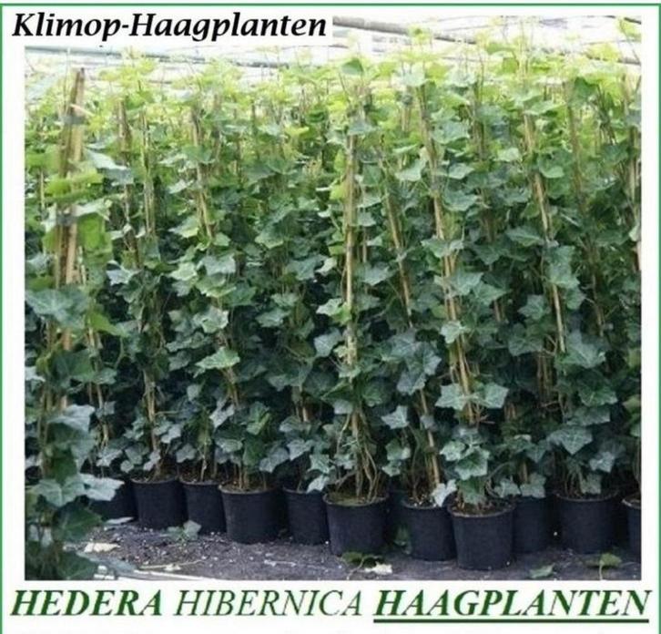 Groenblijvende Hedera-planten, maat 1 meter, 4 €/st, Tuin en Terras, Planten | Struiken en Hagen, Haag, Overige soorten, 100 tot 250 cm