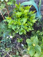 vaste planten hibiscus, Tuin en Terras, Ophalen