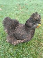 Zijdehoenders. Toom van 5, Dieren en Toebehoren, Meerdere dieren, Kip