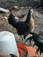 Ayman Cemani x  witte Cemani, Dieren en Toebehoren, Pluimvee