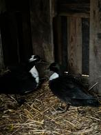 Wilde eenden, Dieren en Toebehoren