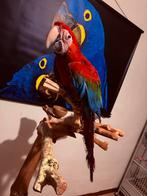 Handtamme groenvleugel ara, Dieren en Toebehoren, Mannelijk, Papegaai, Pratend