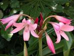 crinum powelli, Enlèvement