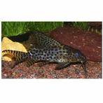 Vedervin meerval / Synodontis Eupterus, Dieren en Toebehoren, Vissen | Aquariumvissen, Vis