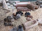Kleurdwergen raszuiver, Dieren en Toebehoren, Meerdere dieren, Dwerg, 0 tot 2 jaar