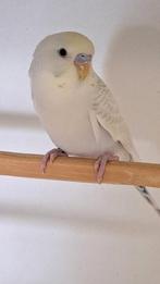 Grasparkiet, Dieren en Toebehoren, Geringd