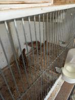 Inlandse kwartels, Dieren en Toebehoren