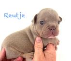 Prachtige Isabella Tan Franse bulldog pups, Dieren en Toebehoren, CDV (hondenziekte), Meerdere, Bulldog, 8 tot 15 weken