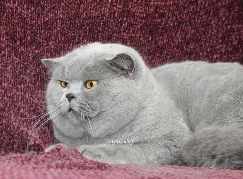 Fast Car World Ch.dekkater brits korthaar NIET TE KOOP, Dieren en Toebehoren, Katten en Kittens | Dekkaters, 6 jaar of ouder