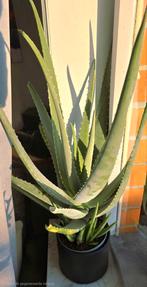Grote Aloë Vera planten 80 cm, Huis en Inrichting, Kamerplanten, Ophalen