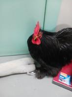 Zwarte cochin haan, Dieren en Toebehoren, Pluimvee