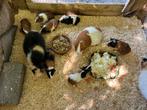 Lieve jonge cavia’s, Cavia, Juli, Meerdere dieren, Tam