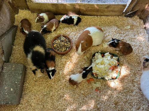 Lieve jonge cavia’s, Dieren en Toebehoren, Knaagdieren, Meerdere dieren, Cavia, Juli, Tam