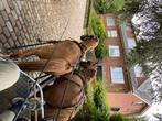 Tweespan pony’s + koets + getuig, Gechipt, Ruin, 11 jaar of ouder, Tuigpony