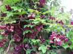 Akebia Quinata ook de witte, Tuin en Terras, Planten | Tuinplanten, Ophalen, Vaste plant, Halfschaduw, Klimplanten