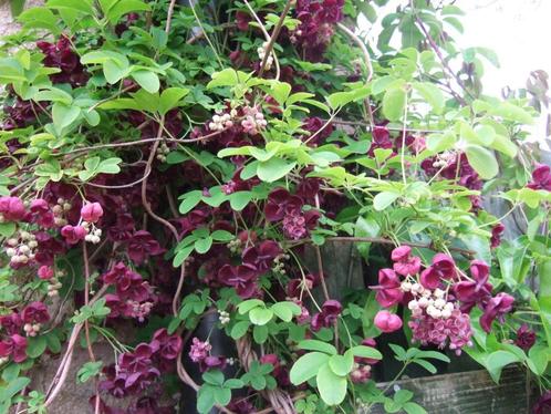Akebia Quinata ook de witte, Tuin en Terras, Planten | Tuinplanten, Vaste plant, Klimplanten, Halfschaduw, Lente, Ophalen