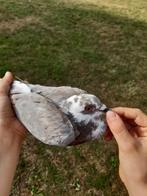 Sierduiven, Dieren en Toebehoren, Vogels | Duiven, Overige soorten