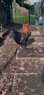 Haan + hen, Dieren en Toebehoren, Pluimvee, Kip