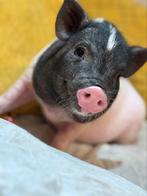 Gottinger varkentjes zoeken huisje, Dieren en Toebehoren, Meerdere dieren, Varken, 0 tot 2 jaar