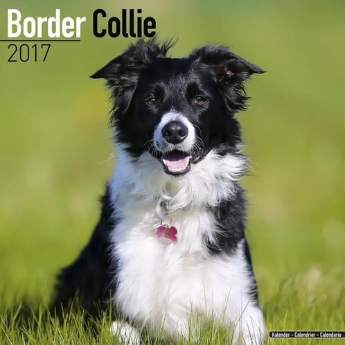 Calendrier Border Collie 2017, Divers, Calendriers, Neuf, Calendrier annuel, Envoi