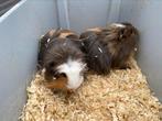 Cavia’s, Dieren en Toebehoren, Knaagdieren, Cavia, April, Mannelijk, Tam