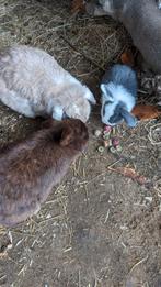 2 lieve voedsters ter adoptie + hok, Petit, Oreilles tombantes, Femelle, 3 à 5 ans