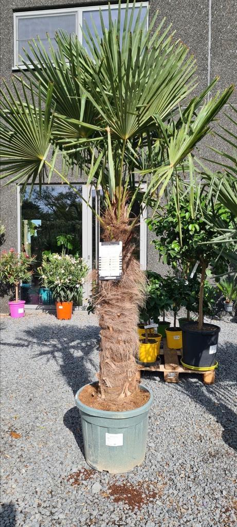 Winterharde palmboom Trachycarpus Fortunei, Tuin en Terras, Planten | Bomen, Palmboom, Halfschaduw, Ophalen