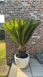 Cycas revoluta inclusief Elho pot, Ophalen