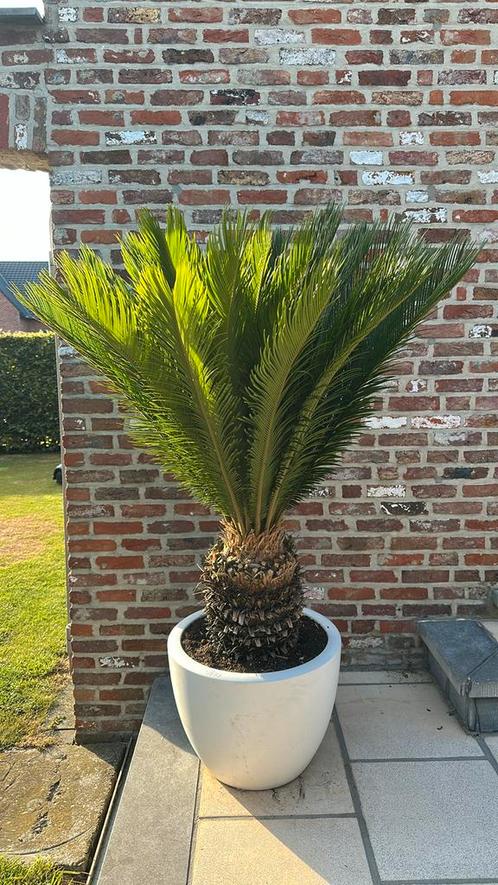 Cycas revoluta inclusief Elho pot, Tuin en Terras, Planten | Tuinplanten, Ophalen