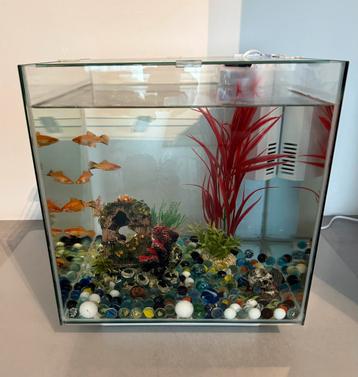 Aquarium (met of zonder vissen) 32x32x32cm beschikbaar voor biedingen