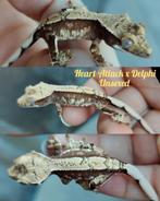 Wimpergekko nakweek met lineage, Dieren en Toebehoren, Reptielen en Amfibieën