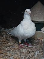 Te koop spaanse gorguero duiven, Dieren en Toebehoren