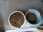 GRATIS eikels van Eik, Dieren en Toebehoren, Dierenvoeding, Ophalen, Vee