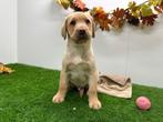 Labrador Retriever pups, Dieren en Toebehoren, België, Reu, 8 tot 15 weken, CDV (hondenziekte)