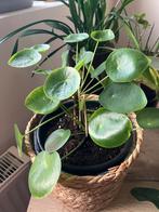 Pannenkoekenplant in grote pot, Ophalen